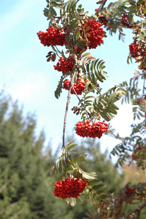 Sorbus aucuparia / Sorbo degli uccellatori